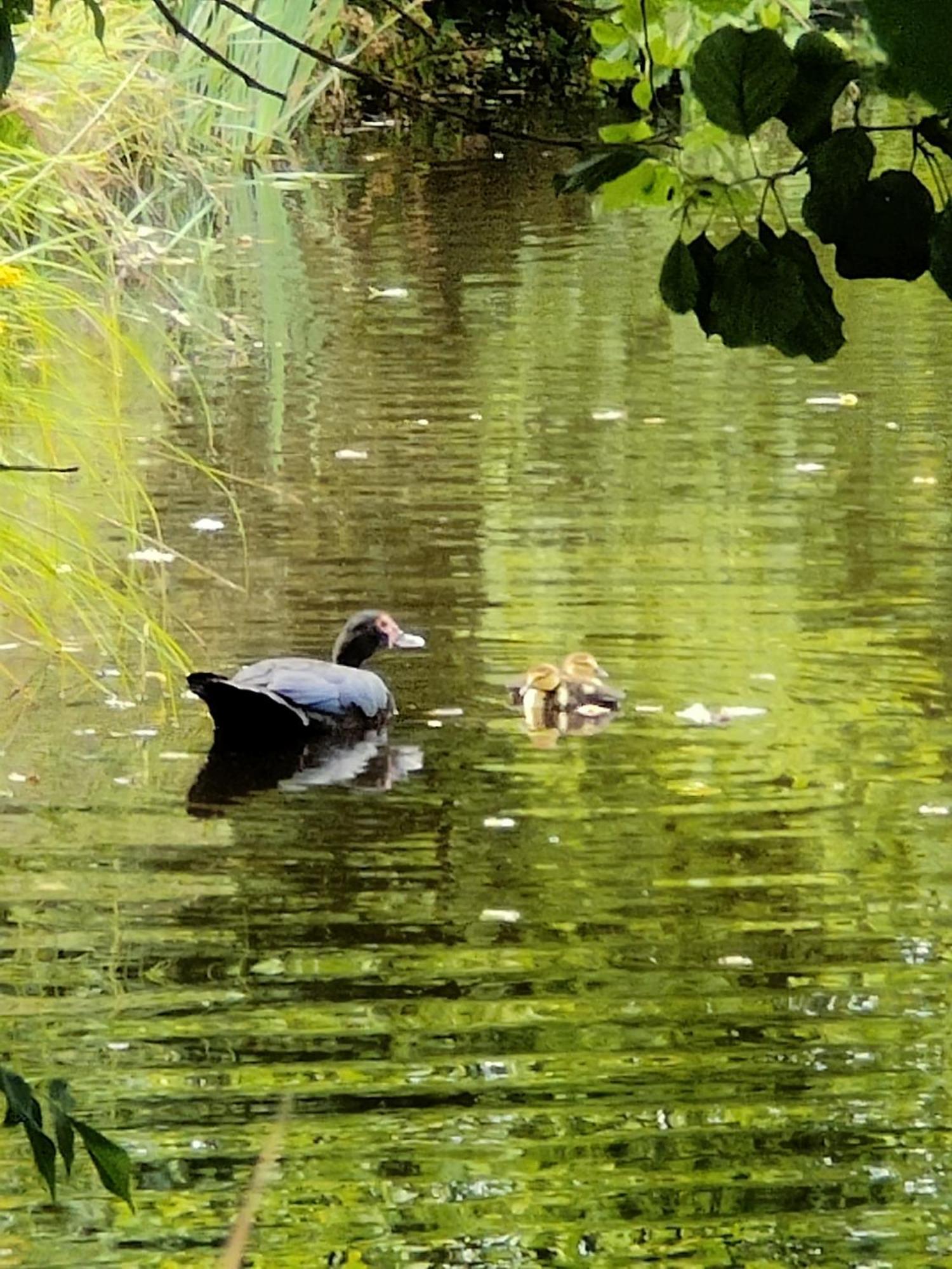 Gite De L Etang Du Planchon Balledent Екстериор снимка